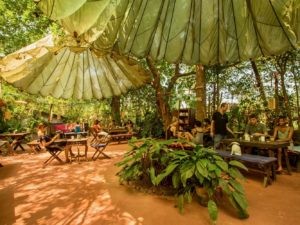 In Goa unter Kokospalmen vegane, glutenfreie und ayurvedische Gerichte und frische Säfte genießen