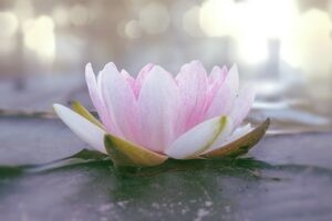 The lotus flower is a symbol of purity, because it grows in the mud and lets beauty blossom from it