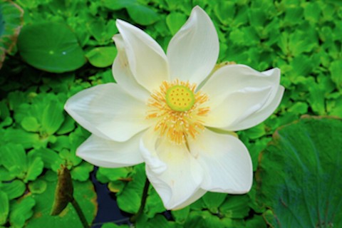Bali Lotus Flower
